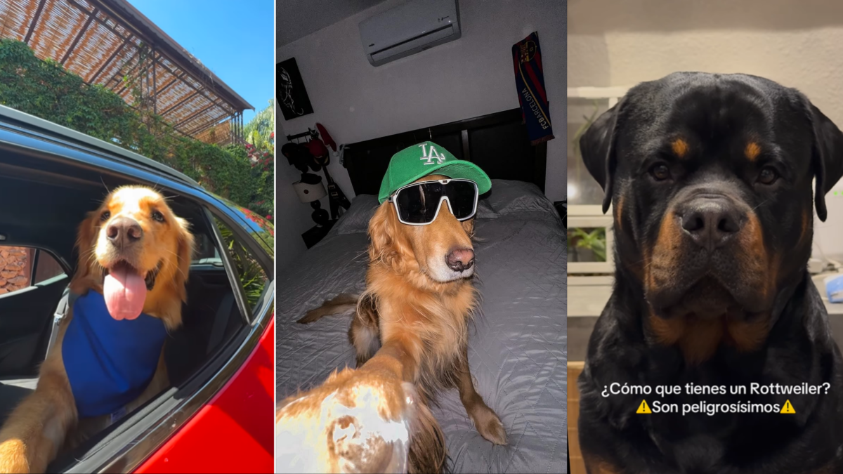 Estrellas de cuatro patas: los 3 perros influencer más top