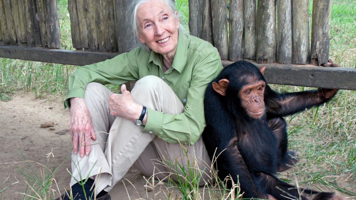 Jane Goodall, Pioneer in Chimpanzee Research and Environmental Advocacy, Dies at 91